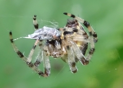 Araneus quadratus