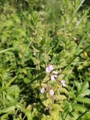 Teucrium scordium