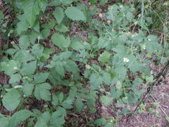 Geum × catlingii