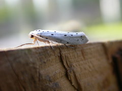 Yponomeuta cagnagella