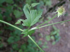 Geum × catlingii