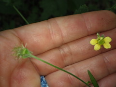 Geum × catlingii