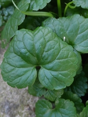 Glechoma hederacea