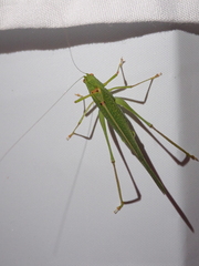 Phaneroptera nana