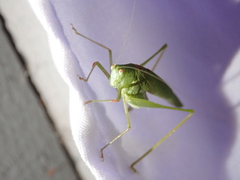 Phaneroptera nana