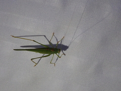 Phaneroptera nana