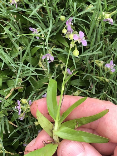 Nakedstem dewflower (Murdannia nudiflora)