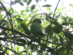 Psittacula krameri