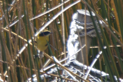 Tachuris rubrigastra