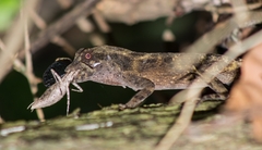 Anolis serranoi