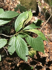 Lonicera alpigena