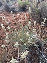 Astragalus flavus higginsii