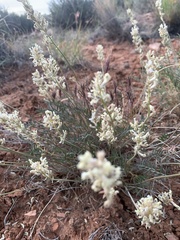 Astragalus flavus higginsii