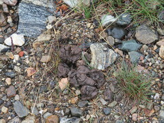 Ovibos moschatus