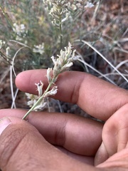 Astragalus flavus higginsii