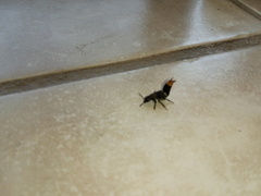 Platydracus incognitus