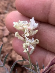 Astragalus flavus higginsii