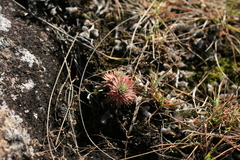 Psammotropha