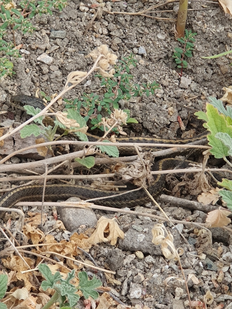 Wandering Garter Snake From East End, Boise, ID 83712, USA On August 05 ...