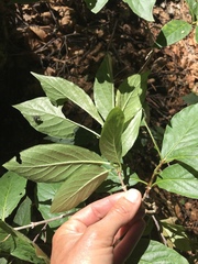 Lonicera alpigena
