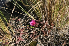 Delosperma repens