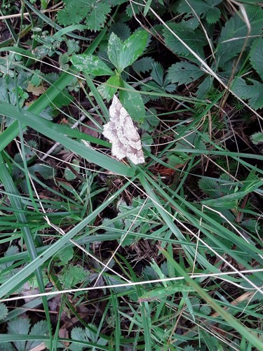 Forked Euchlaena Moth photo 2