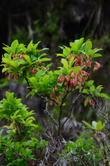 Vaccinium cylindraceum
