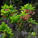Vaccinium cylindraceum - Photo (c) smartenwinter, μερικά δικαιώματα διατηρούνται (CC BY-NC)