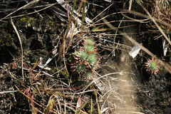 Psammotropha