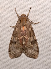 Pseudohemihyalea splendens