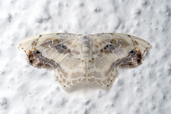 Leucoblepsis renifera
