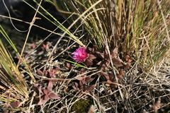 Delosperma repens