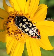 Acmaeodera paradisjuncta