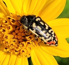 Acmaeodera paradisjuncta