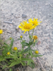 Pentanema britannica