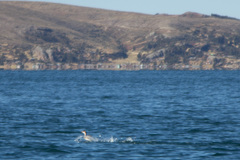 Rollandia microptera