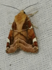 Cosmia diffinis