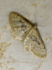 Idaea intermedia