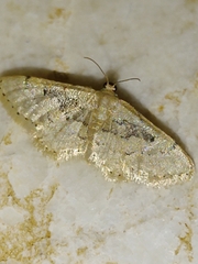 Idaea intermedia