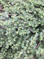 Euphorbia serpens