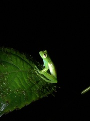 Espadarana prosoblepon