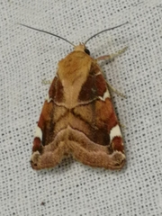 Cosmia diffinis