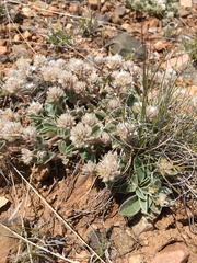 Gomphrena caespitosa