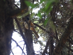 Pipilo maculatus macronyx