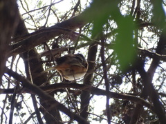 Pipilo maculatus macronyx