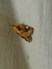 Cosmia diffinis