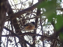 Pipilo maculatus macronyx