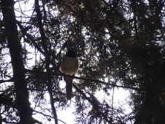 Pipilo maculatus macronyx