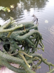 Ephydatia fluviatilis