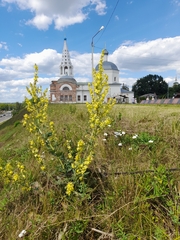 Verbascum lychnitis